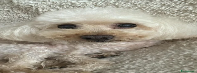 Molly