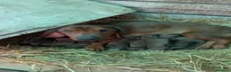 Alpenlaendische Dachsbracke cani in vendita: Cuccioli di Alpendische Dachsbracke - Annuncio 7