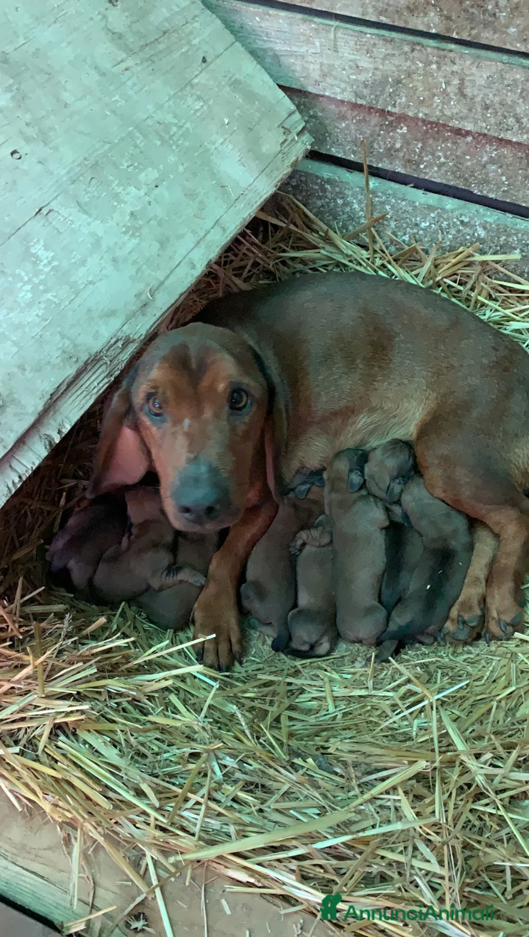 Alpenlaendische Dachsbracke cani in vendita: Cuccioli di Alpendische Dachsbracke - Annuncio 7