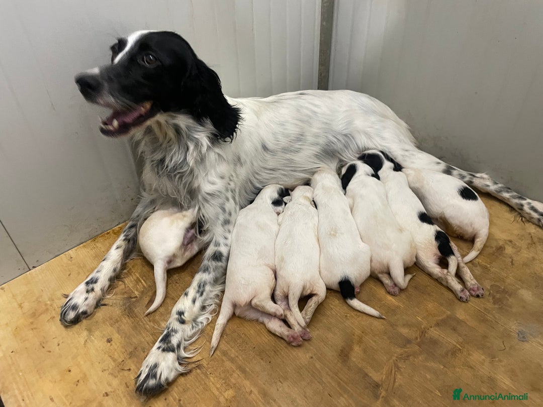 Setter Inglese cani in vendita: Cucciolo di setter inglese  - Annuncio 3
