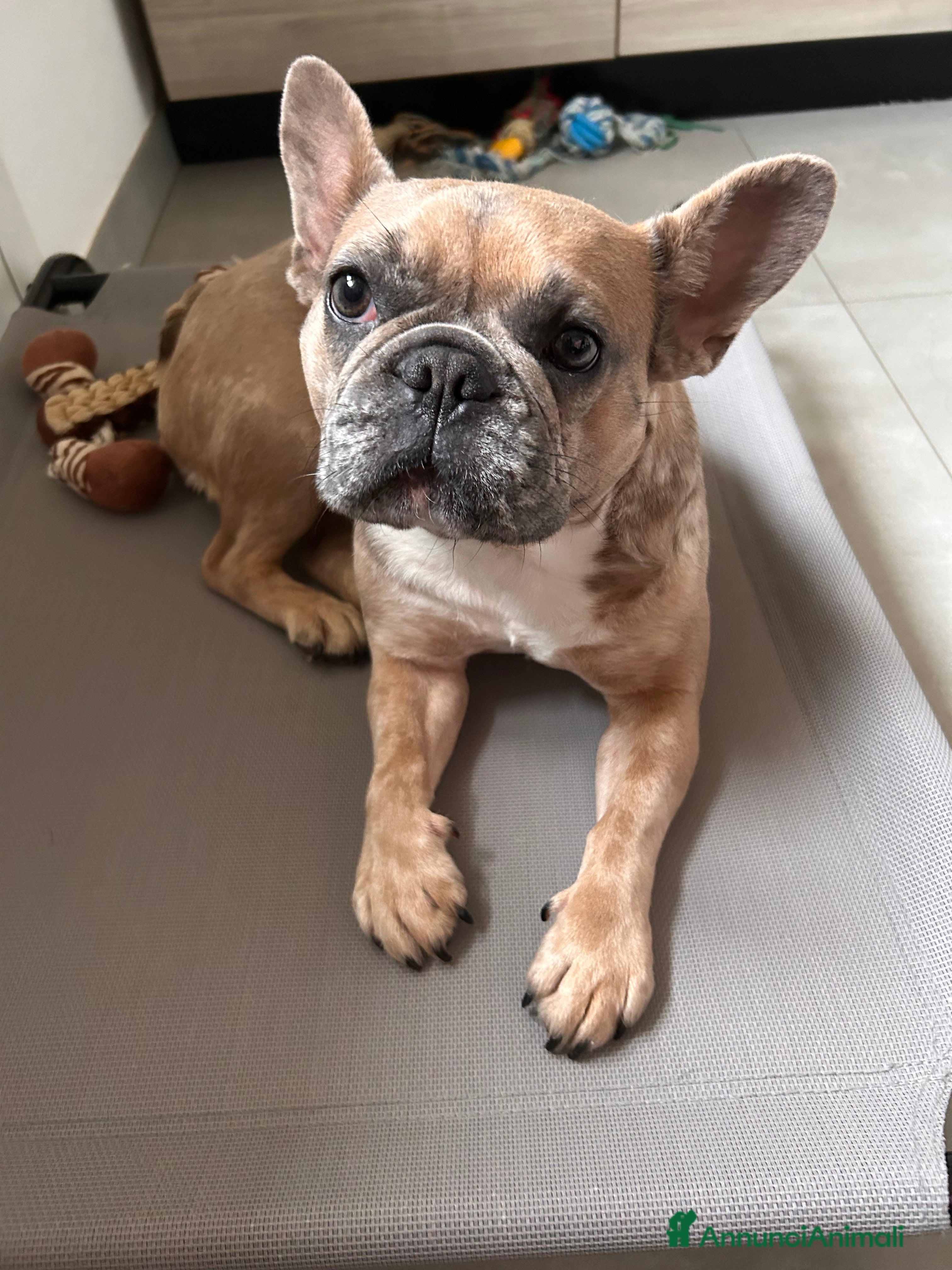 Bulldog Francese cani Cuccioli di bulldog  - Annuncio 13