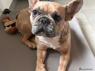 Bulldog Francese cani Cuccioli di bulldog - Annuncio 14