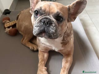 Bulldog Francese cani Cuccioli di bulldog - Annuncio 24