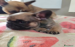 Bulldog Francese cani in vendita: Cuccioli bulldog francese a Provincia di Ancona - Immagine 4