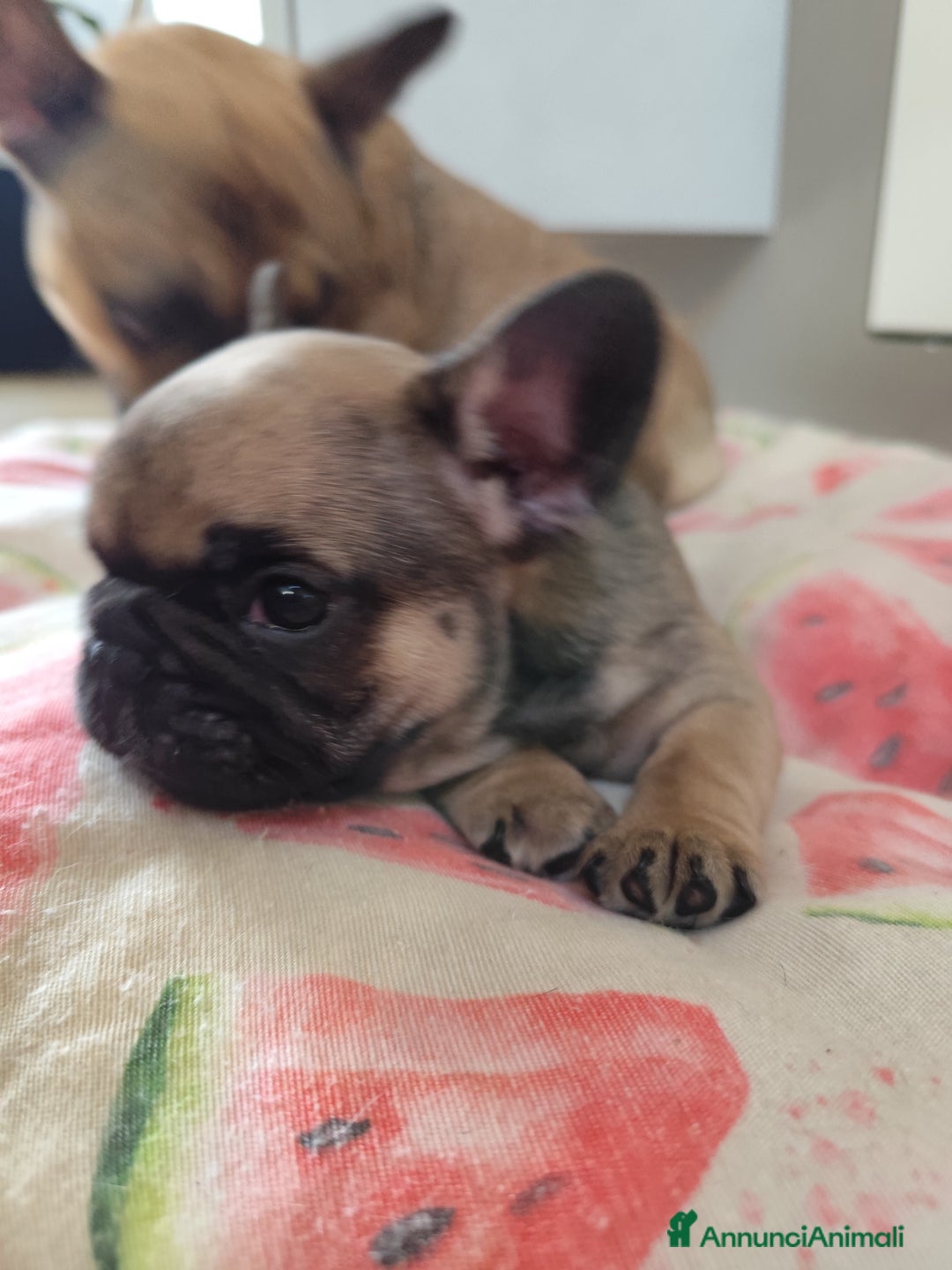 Bulldog Francese cani in vendita: Cuccioli bulldog francese a Provincia di Ancona - Immagine 4
