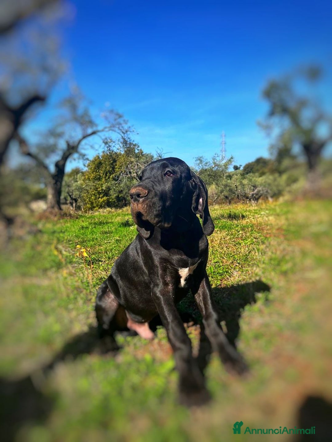 Alano cani in vendita: Cuccioli di Alano nero, ad alta geneaologia - Annuncio 17
