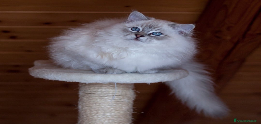 Immagine della galleria {{count}}