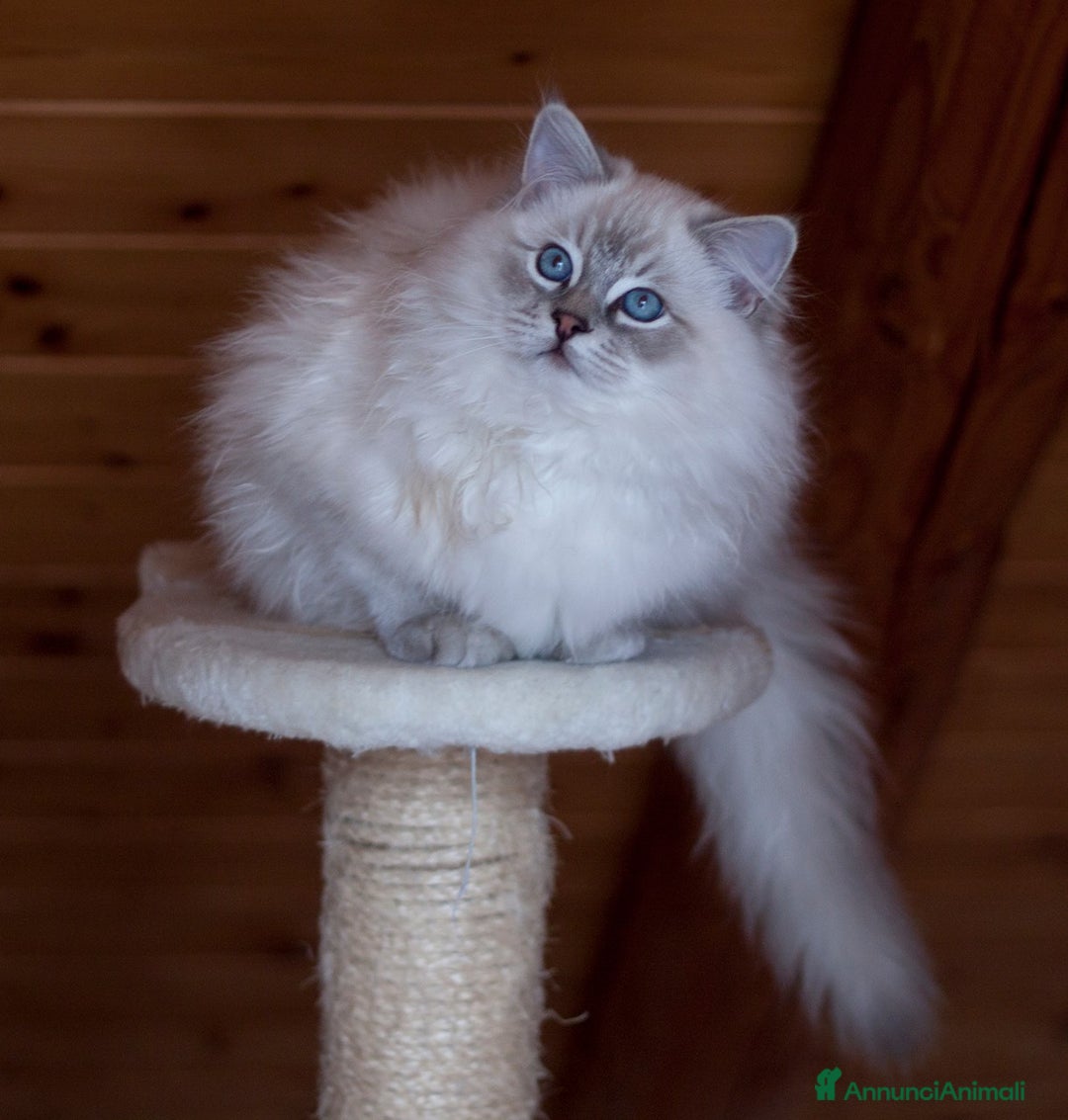 Immagine della galleria {{count}}