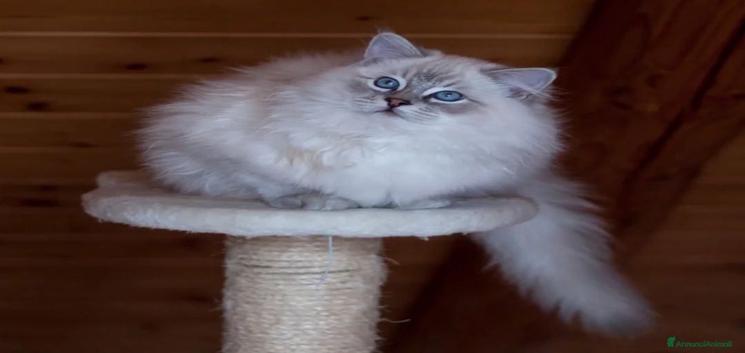 Immagine della galleria {{count}}