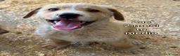 Meticcio cani in regalo: Cuccioli tenerissimi in cerca di casa  - Annuncio 6
