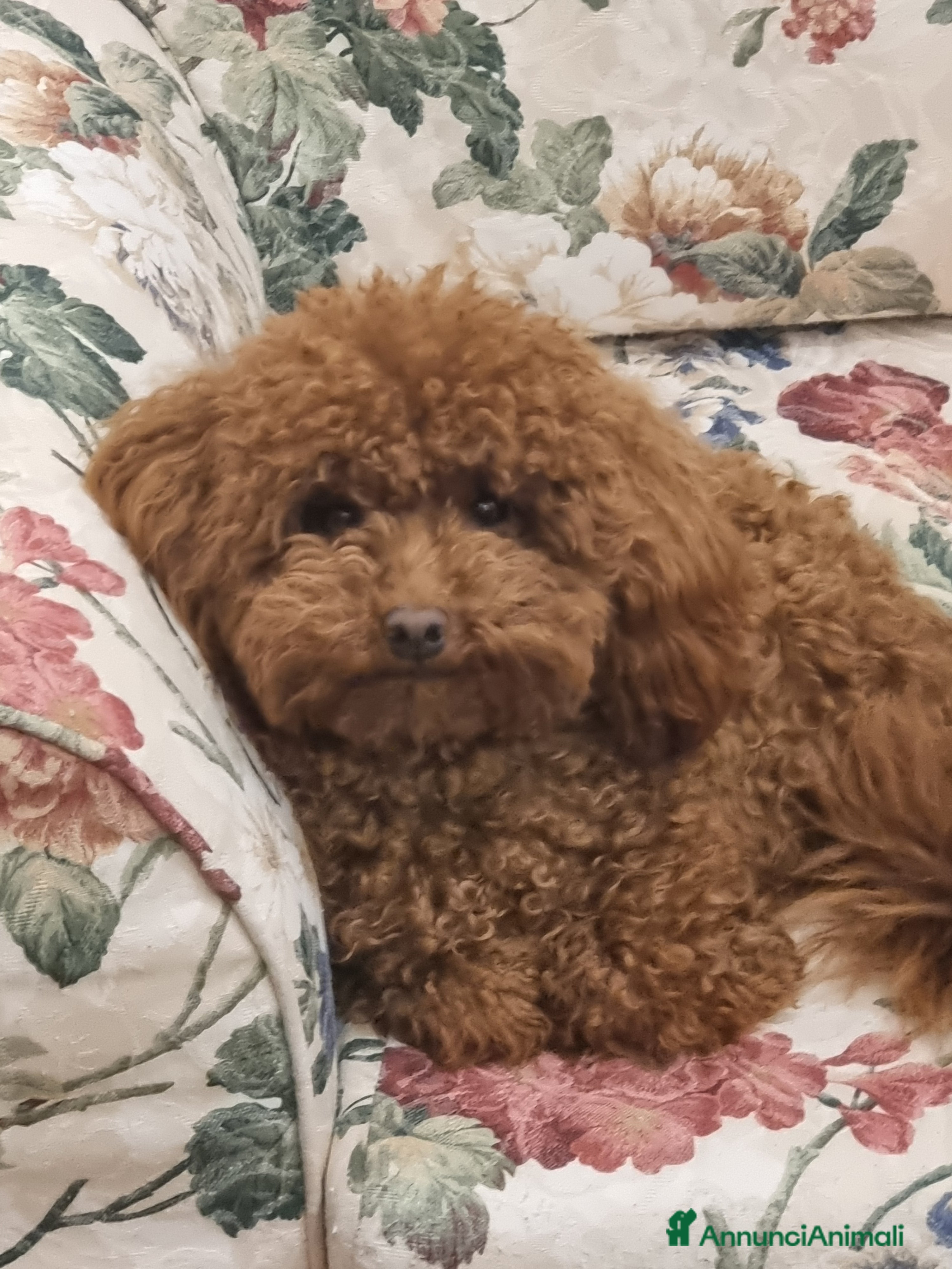 Barboncino Toy cani per accoppiamento: Barboncino Toy Red disponibile per monta - Annuncio 2