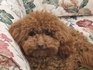 Barboncino Toy cani per accoppiamento: Barboncino Toy Red disponibile per monta - Annuncio 2