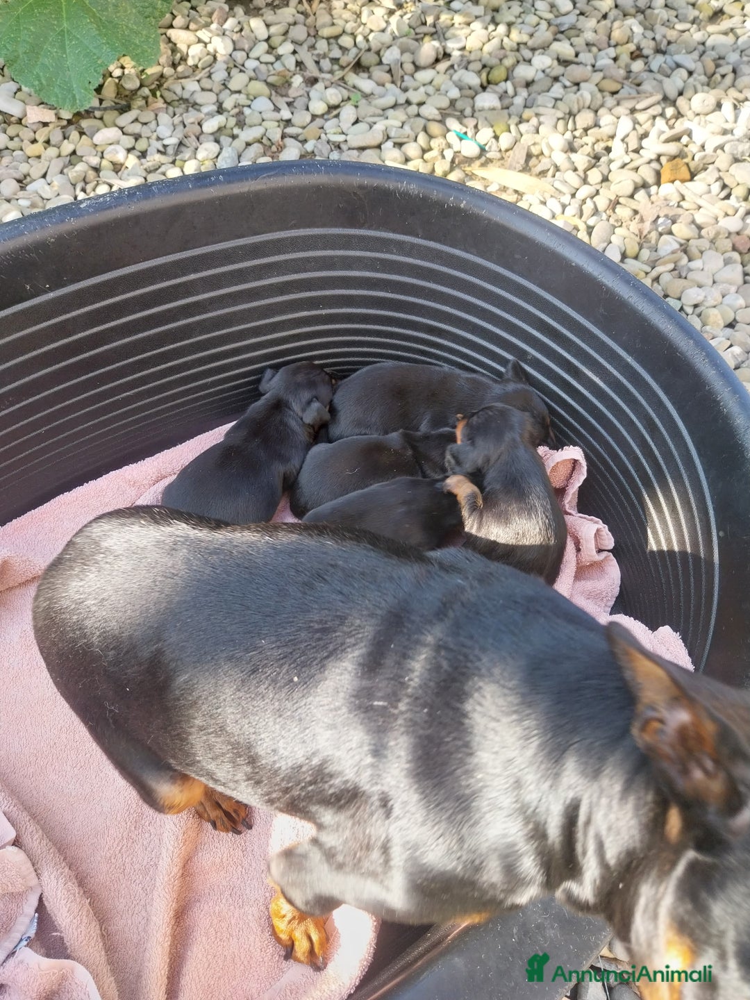 Pinscher Miniatura cani in vendita: Pinscher nano  cuccioli a Provincia di Modena - Annuncio 2
