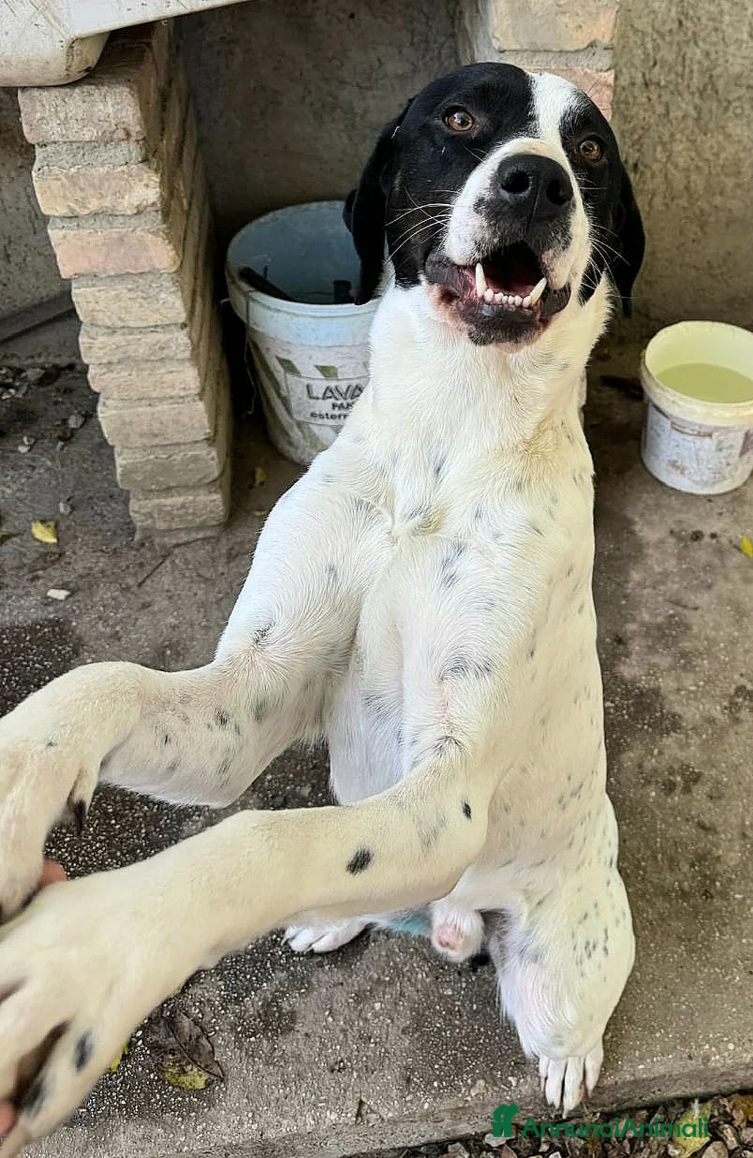 Meticcio cani in regalo: Micky 1 anno taglia media  - Annuncio 5