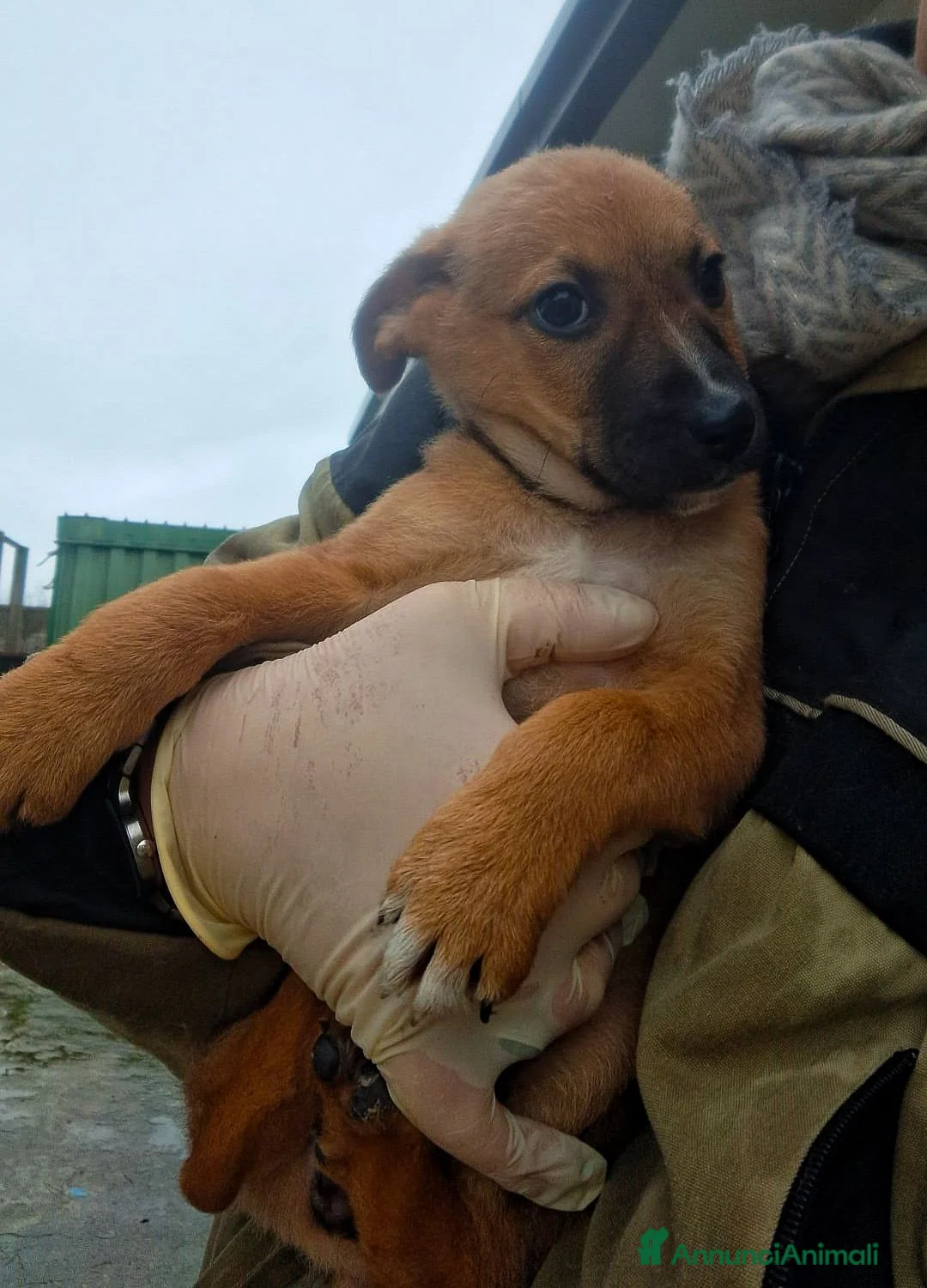 Meticcio cani in regalo: FRECCIA 🩷- cucciola dolcissima cerca una famiglia - Annuncio 3