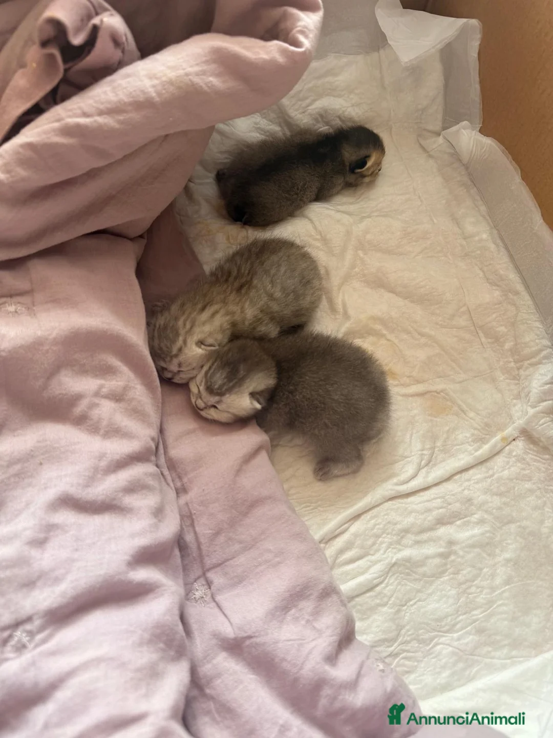 Scottish gatti in vendita: Disponibili cuccioli di scottish fold e straight - Annuncio 2