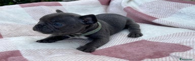 Bulldog Francese Cucciolo 4