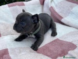 Bulldog Francese Cucciolo 4