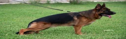 Pastore Tedesco cani in vendita: Cucciola di pastore tedesco  - Annuncio 3