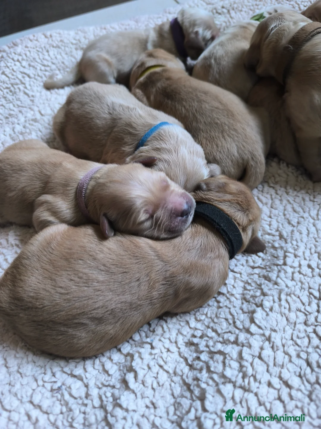 Golden Retriever cani in vendita: Cuccioli di Golden retriever con pedigree ENCI  a Provincia di Verona - Annuncio 3