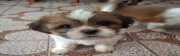 Shih Tzu cani in vendita:  Shitzu  a Provincia di Cuneo - Annuncio 2
