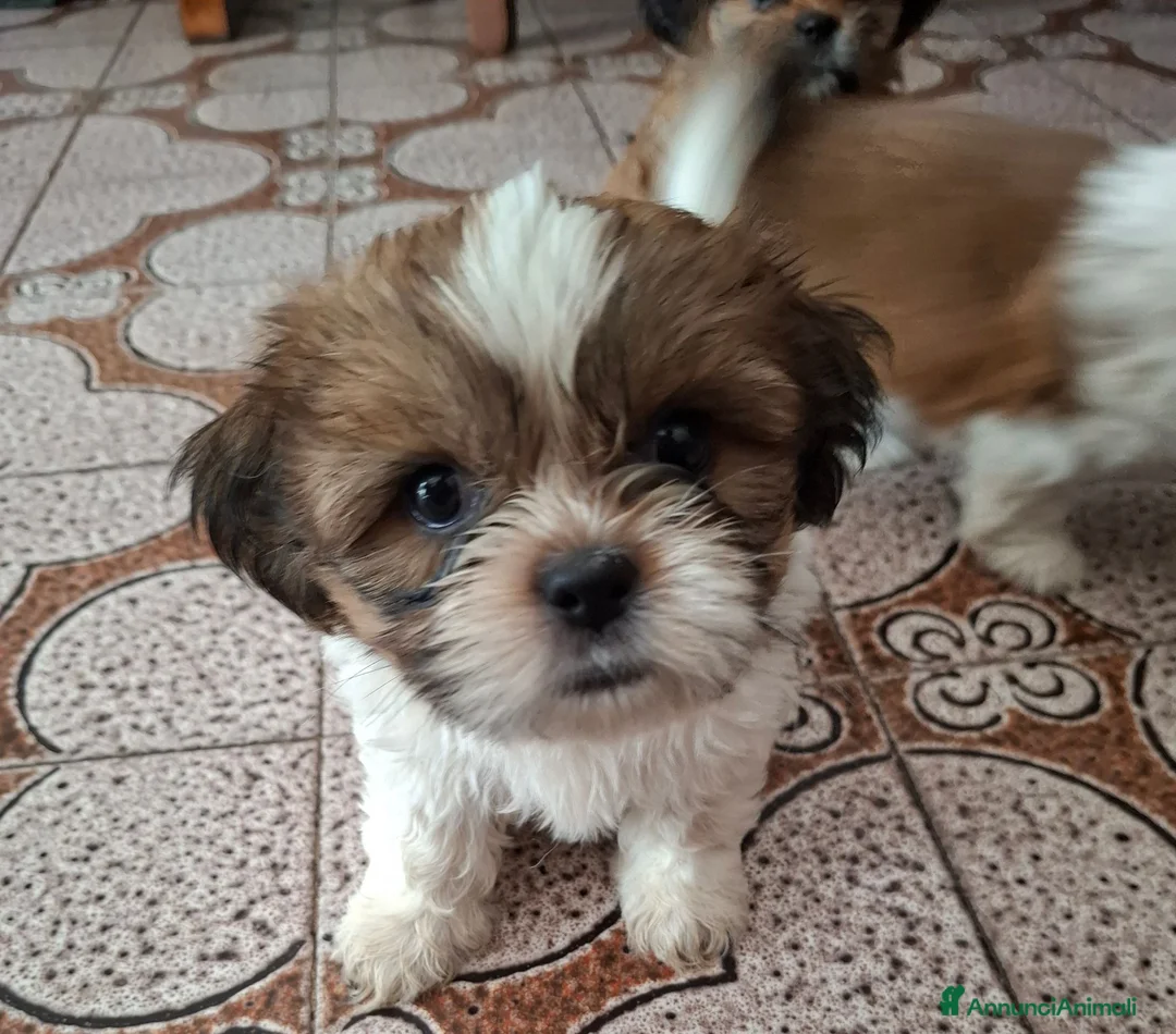 Shih Tzu cani in vendita:  Shitzu  a Provincia di Cuneo - Annuncio 2