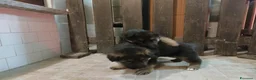 Pastore Tedesco cani in vendita: Cuccioli pastore tedesco  a Provincia di Vercelli - Annuncio 3