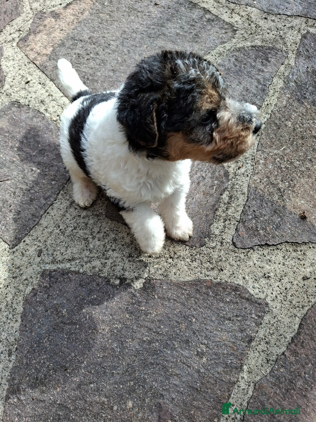 Fox Terrier cani in vendita: vendita cuccioli fox terrier - Annuncio 4