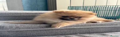 Spitz Cucciolo 1