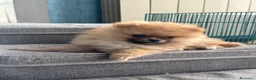 Spitz cani in vendita: Cuccioli di volpino di Pomerania con pedigree  - Annuncio 5