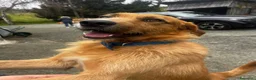 Meticcio cani in regalo: Rick il bello a Provincia di Savona - Annuncio 3