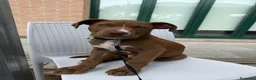 Pitbull cani in regalo: Pitt bull blue nose  a Provincia di Reggio Emilia - Annuncio 4