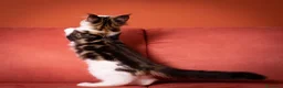 Maine Coon gatti in vendita: Mainemarie Quart - Annuncio 7