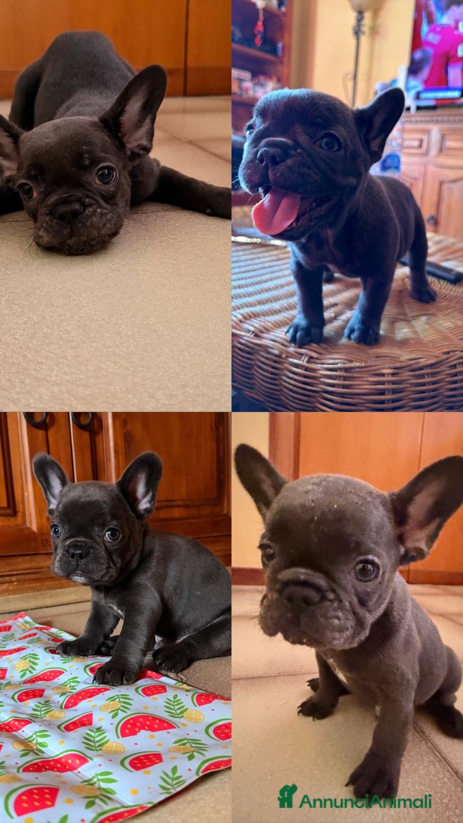 Bulldog Francese cani 4 meravigliosi Bulldog Francesi Blue affettuosi💙 - Annuncio 4