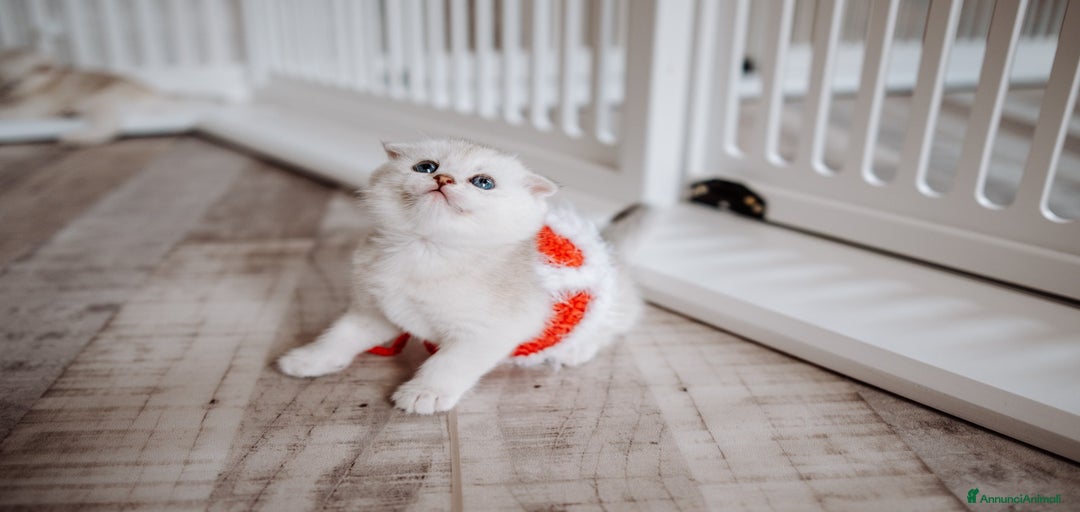 Immagine della galleria {{count}}