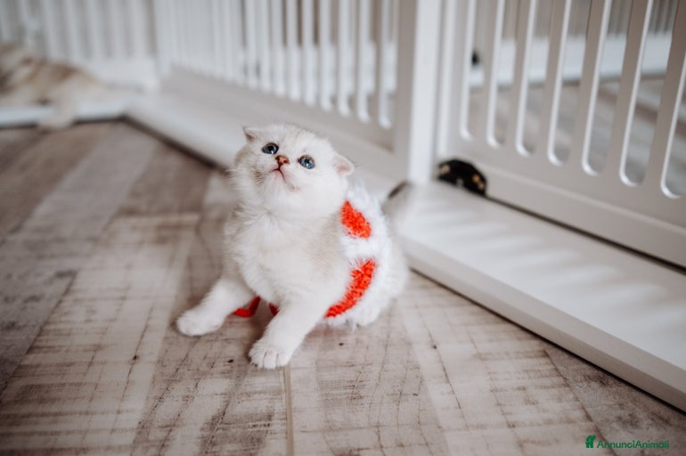 Immagine della galleria {{count}}