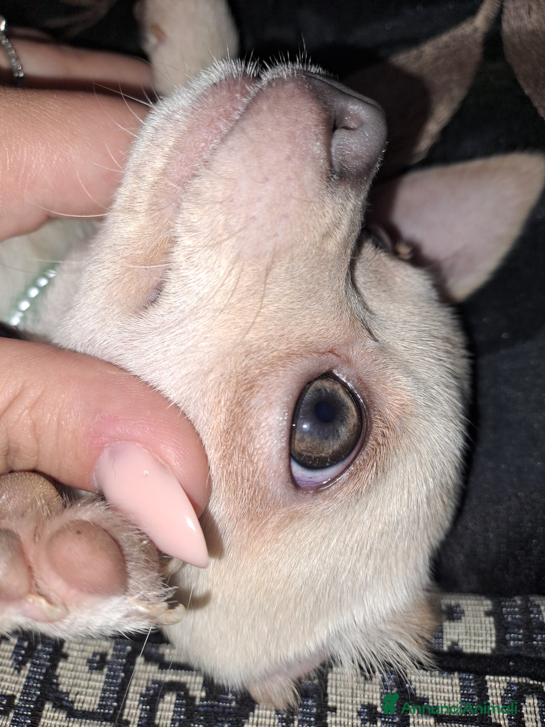 Chihuahua cani per accoppiamento: Chihuahua toy per monta 250€ - Annuncio 5