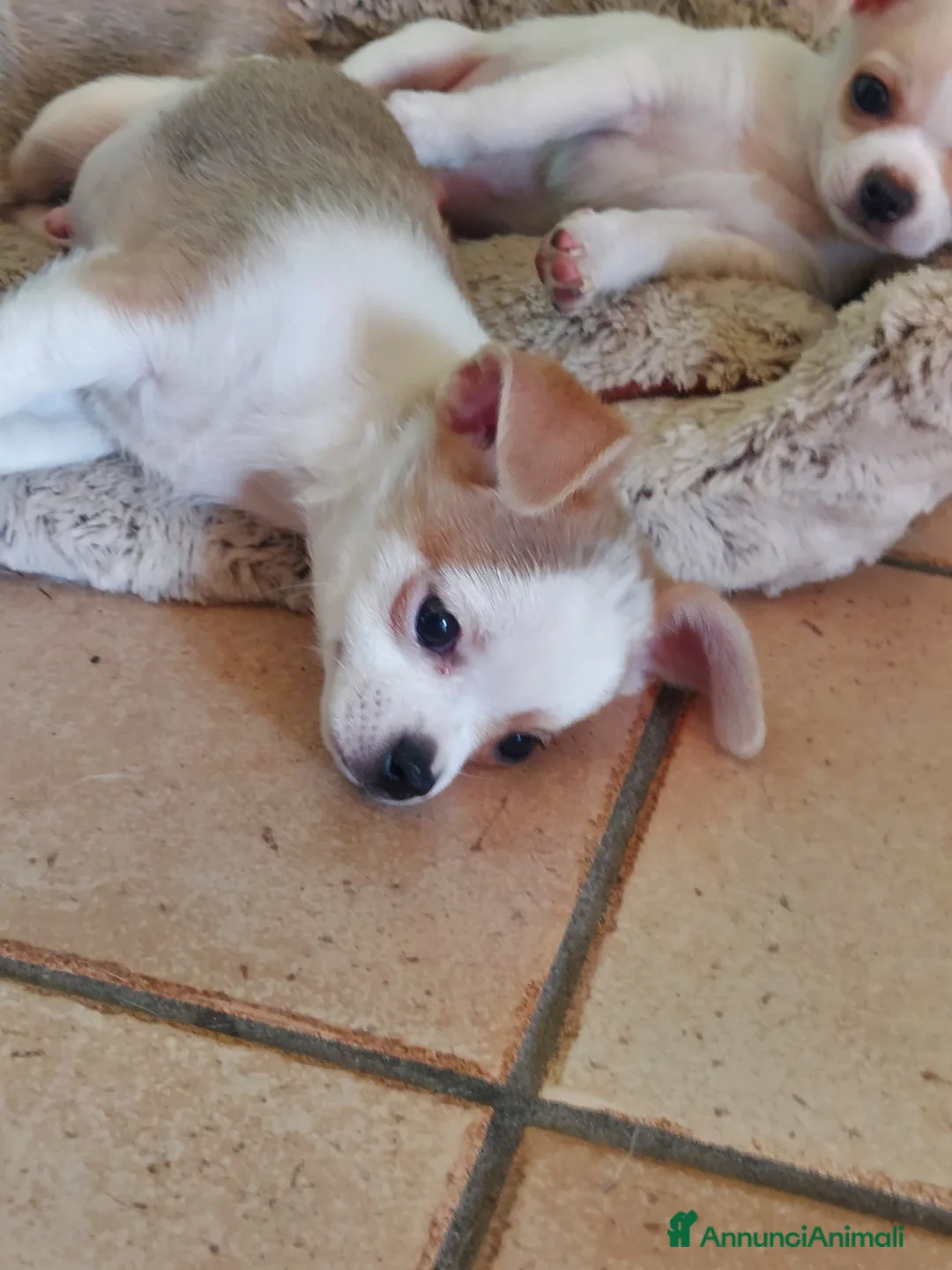 Chihuahua cani in vendita: 2 cuccioli di chihuahua con pedigree  - Annuncio 2