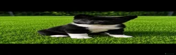 Akita Americano cani in vendita: Cucciolo di akita - Annuncio 2