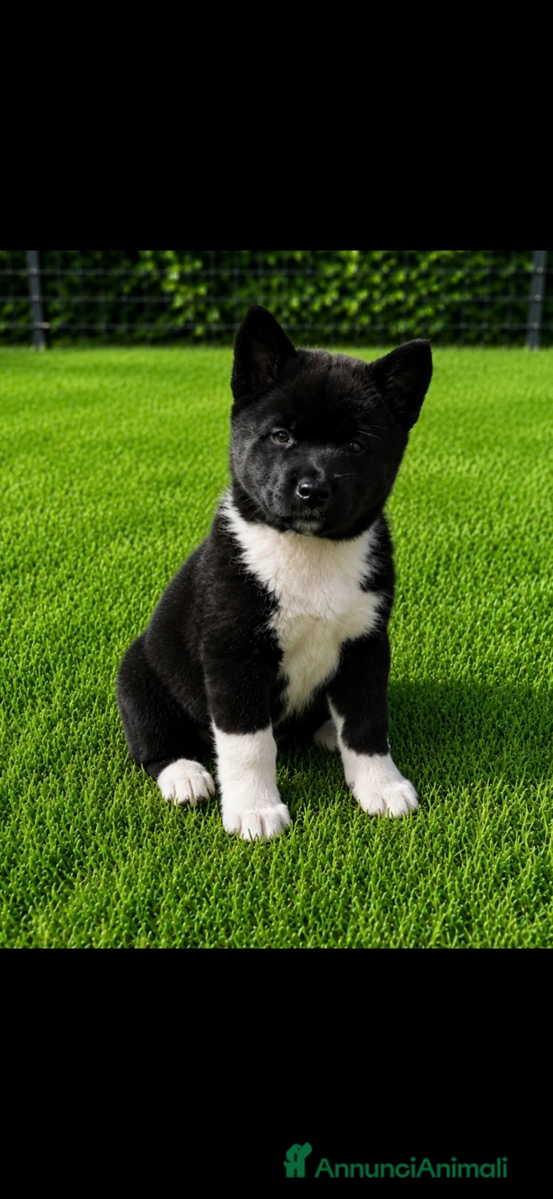 Akita Americano cani in vendita: Cucciolo di akita - Annuncio 2