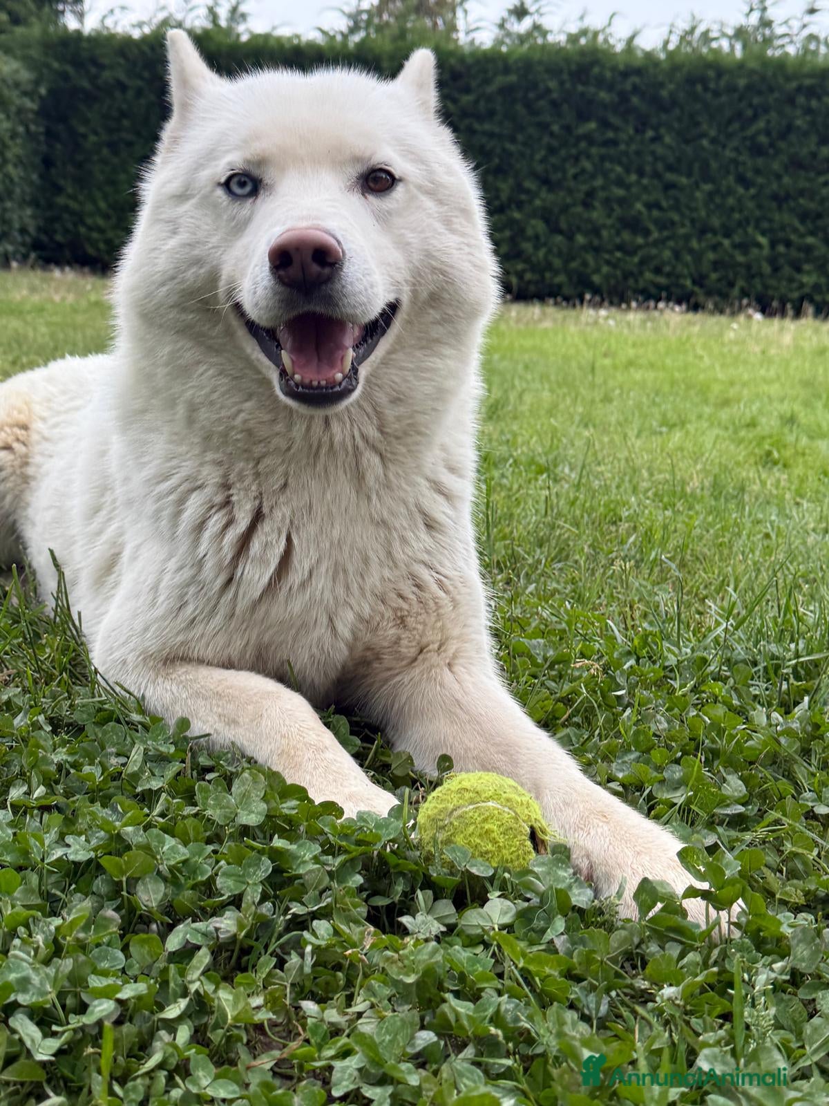 Husky cani Cuccioli di Siberian husky con pedigree  - Annuncio 2
