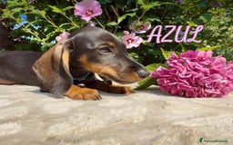 Bassotto cani in vendita: Cuccioli maschi bassotto  - Immagine 1