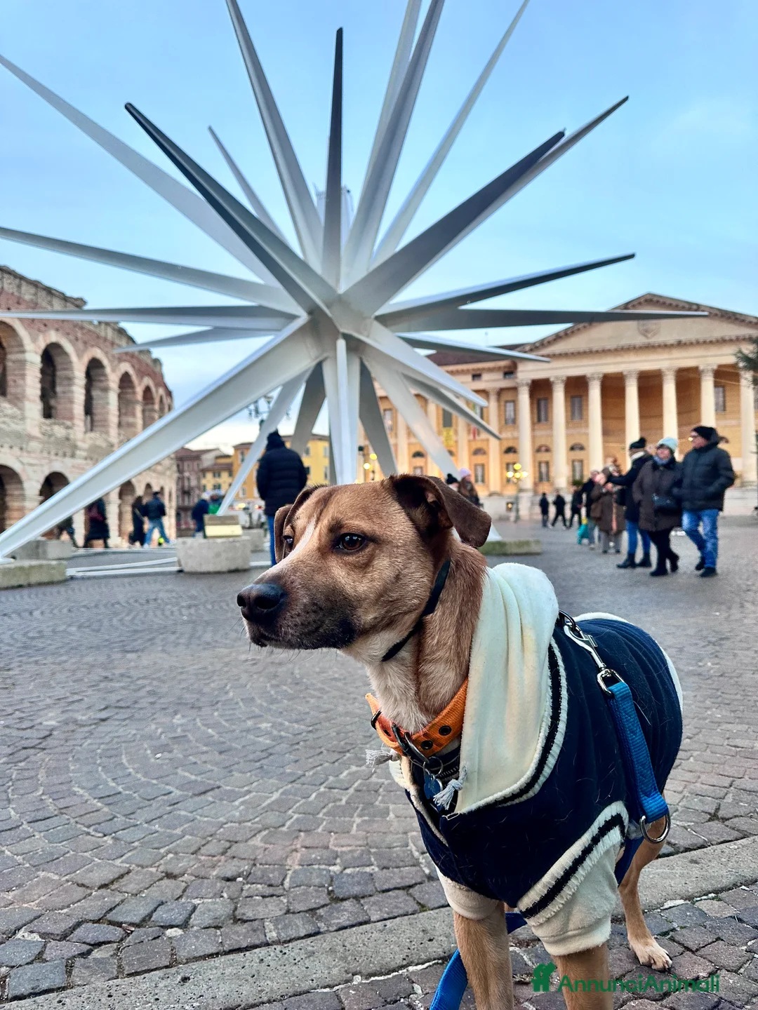 Meticcio cani in regalo: Axel  - Annuncio 1