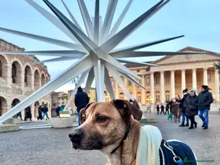 Meticcio cani Axel - Annuncio 32