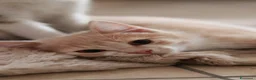Altre razze gatti in regalo: Gattini - Annuncio 5
