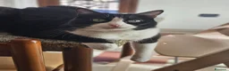 Europeo gatti in regalo: Gatti in adozione  a Città metropolitana di Reggio Calabria - Annuncio 1