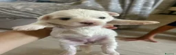 Maltese cani in vendita: Vendo maltesi - Annuncio 3
