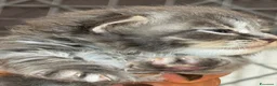 Siberiano gatti in vendita: cuccioli di gatto siberiano ANFI - Annuncio 5