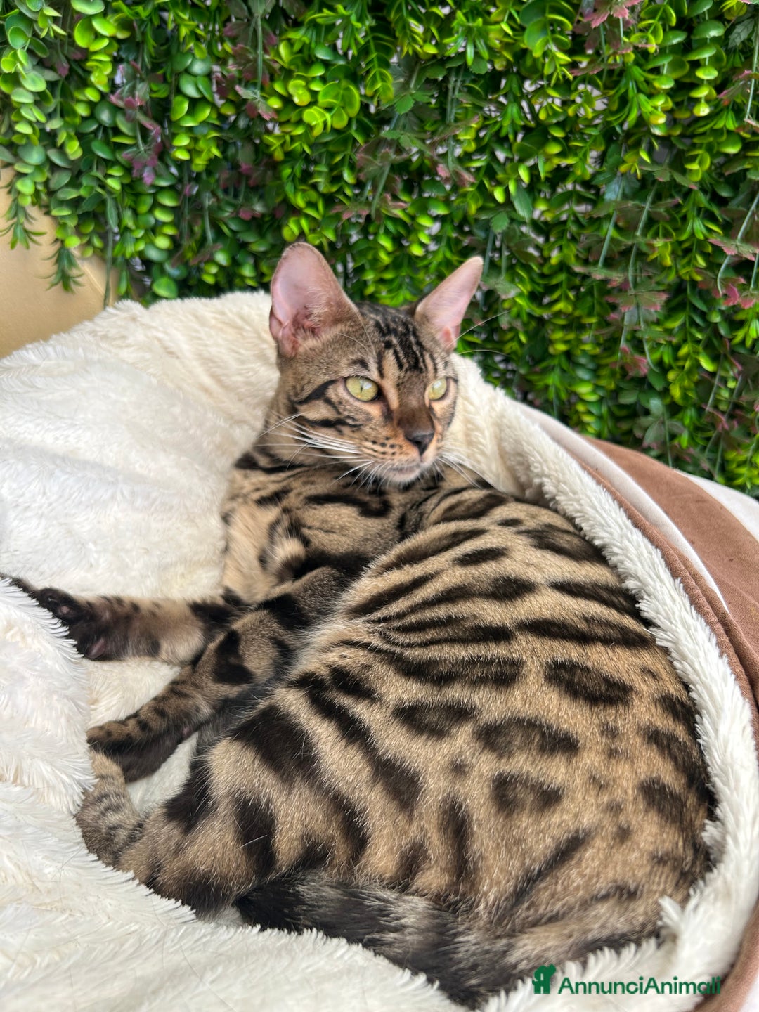 Bengala gatti in vendita: Gattina bengala colorazione WILD a Rome - Immagine 9
