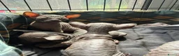 Sphynx gatti in vendita: Cuccioli di canadian sphynz a Città metropolitana di Milano - Annuncio 7